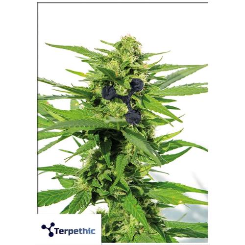 TERPETHIC - FAST MYRCENE FEM - FAST VERION - 3 SEEDS