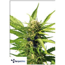 TERPETHIC - BIG LIME YOGURT XL AUTO - 3 SEEDS