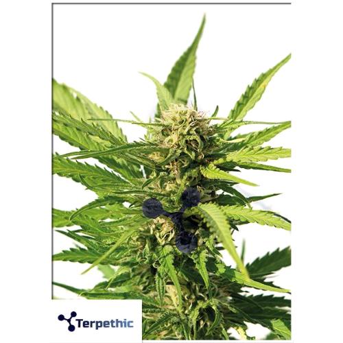 TERPETHIC - BIG LIME YOGURT XL AUTO - 3 SEEDS