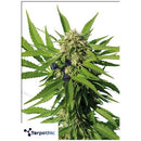 TERPETHIC - TROPIC XL AUTO - 3 SEEDS