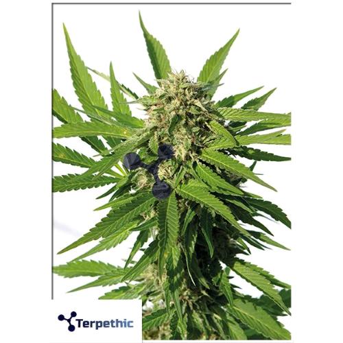 TERPETHIC - TROPIC XL AUTO - 3 SEEDS