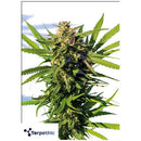 TERPETHIC - MAMA CANDY XL AUTO - 3 SEEDS