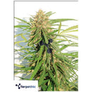 TERPETHIC - PRODUCER XL AUTO - 3 SEEDS