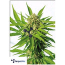 TERPETHIC - JUBILEE FRUIT XL AUTO - 3 SEEDS