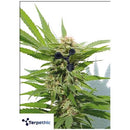 TERPETHIC - LIMONENE  HAZE XL AUTO - 3 SEEDS