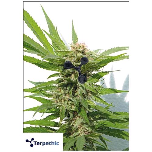 TERPETHIC - LIMONENE  HAZE XL AUTO - 3 SEEDS