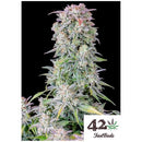 FAST BUDS ORIGINAL - AFGHAN KUSH AUTO  - 10 SEEDS