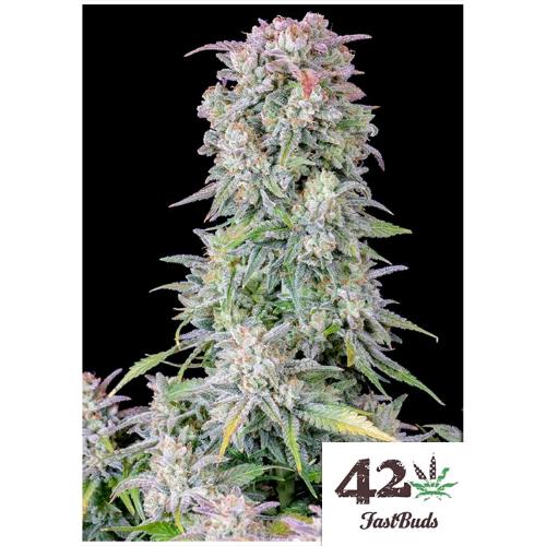 FAST BUDS ORIGINAL - AFGHAN KUSH AUTO  - 3 SEEDS