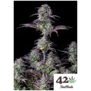 FAST BUDS ORIGINAL - BLUEBERRY AUTO  - 3 SEEDS