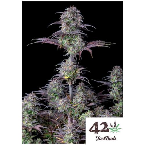 FAST BUDS ORIGINAL - BLUEBERRY AUTO  - 3 SEEDS