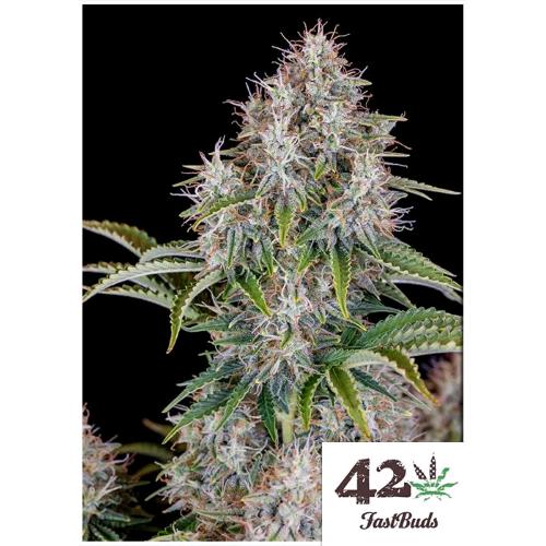 FAST BUDS ORIGINAL - CINDERELLA AUTO  - 1 SEED