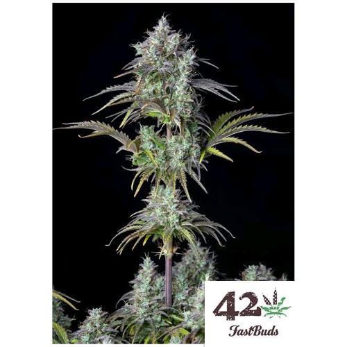 FAST BUDS ORIGINAL - BIG BUD AUTO  - 10 SEEDS
