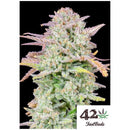 FAST BUDS - TRAINWRECK AUTO - 25 SEEDS