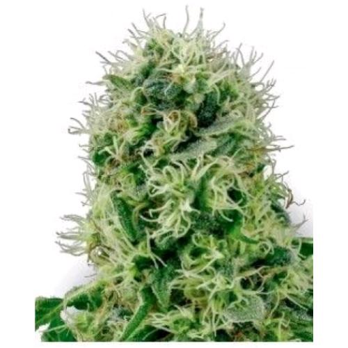 HSB -  HARLEQUIN CBD FEM - THC < 0.5% - CBD 10% - 25 SEEDS