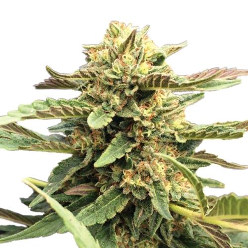 HSB - THERAPY CBD FEM - THC < 0.5% - CBD 10% - 25 SEEDS