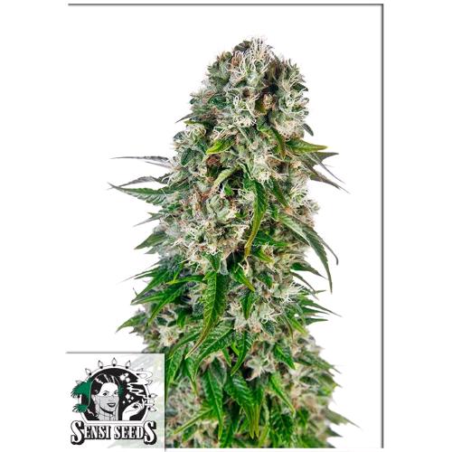 SENSI SEEDS - BIG BUD AUTOMATIC - REDUX SERIES - 10 SEEDS