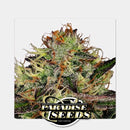 PARADISE SEEDS - CHOCOLATE WAFFLE FEM - 3 SEEDS