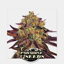 PARADISE SEEDS - TANGERINE SORBET FEM - 10 SEEDS