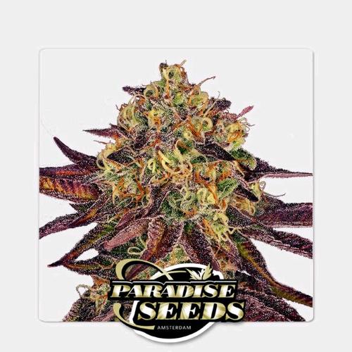 PARADISE SEEDS - TANGERINE SORBET FEM - 5 SEEDS