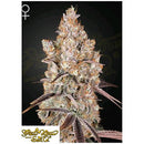 GREEN HOUSE - HOLY SNOW FEM - 3 SEEDS