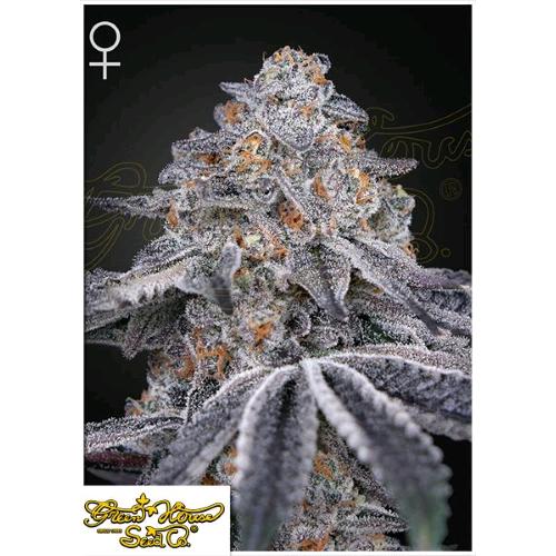 GREEN HOUSE - VELVET MOON FEM - 1 SEED