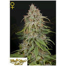 GREEN HOUSE - GH AMNESIA FEM - 5 SEEDS