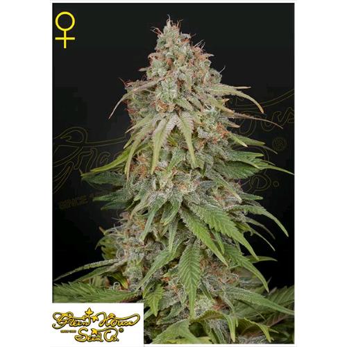 GREEN HOUSE - GH AMNESIA FEM - 1 SEED
