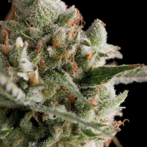TRIKOMA SEEDS - SUPER CHEESE  FEM - 100 SEEDS