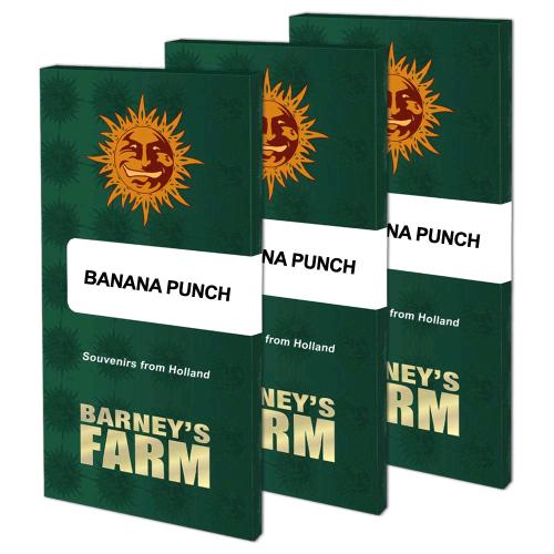 BARNEY'S FARM - BANANA PUNCH FEM - 5 SEEDS