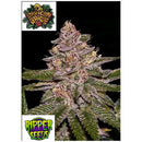RIPPER SEEDS - RADICAL JUICE FEM - 5 SEEDS