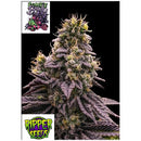 RIPPER SEEDS - ZOMBIE BRIDE FEM - 3 SEEDS