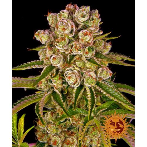BARNEY'S FARM -  KUSH MINTZ FEM - 1 SEED