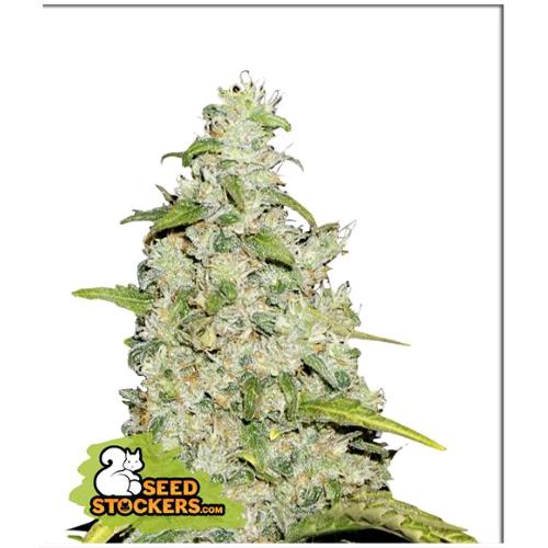 SEED STOCKERS - AMNESIA AUTO - 3 SEEDS
