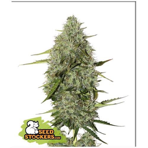 SEED STOCKERS - BCN CRITICAL XXL AUTO - 1 SEED