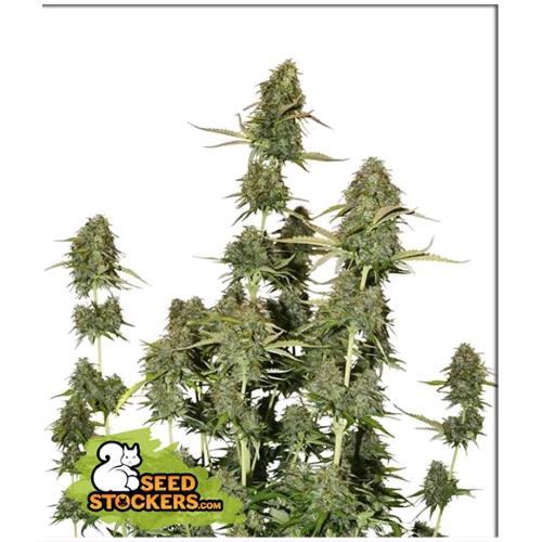 SEED STOCKERS - BCN POWER PLANT AUTO - 3 SEEDS