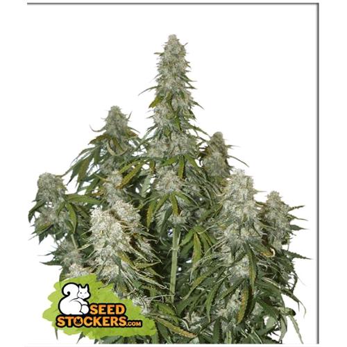 SEED STOCKERS - BIG BUD AUTO - 25 SEEDS