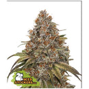 SEED STOCKERS - BLACKBERRY GUM AUTO - 3 SEEDS