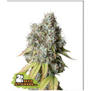 SEED STOCKERS -  BRUCE BANNER AUTO - 3 SEEDS