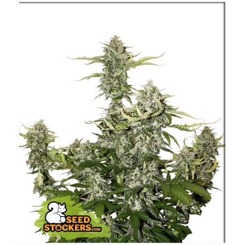 SEED STOCKERS - CANDY DAWG AUTO - 3 SEEDS