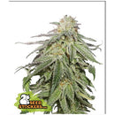 SEED STOCKERS - COOKIES AND CREAM AUTO - 3 SEEDS