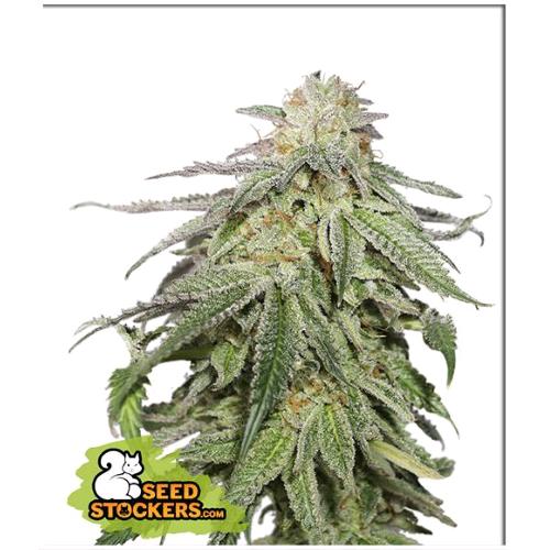 SEED STOCKERS - COOKIES AND CREAM AUTO - 3 SEEDS