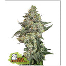 SEED STOCKERS - GIRL SCOUT COOKIES AUTO - 3 SEEDS