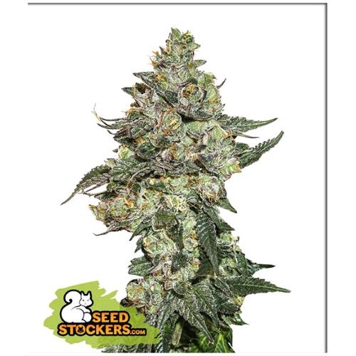 SEED STOCKERS - GIRL SCOUT COOKIES AUTO - 3 SEEDS