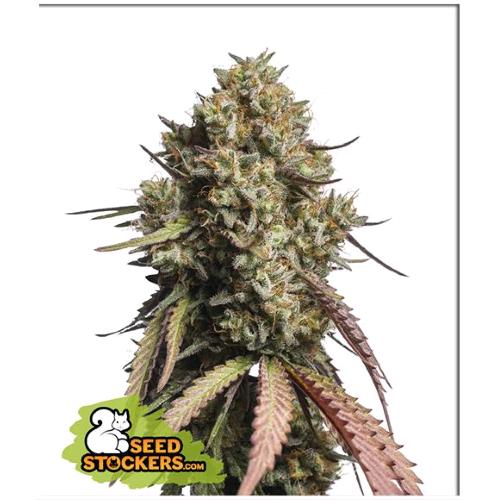 SEED STOCKERS - GORILLA COOKIES AUTO - 3 SEEDS
