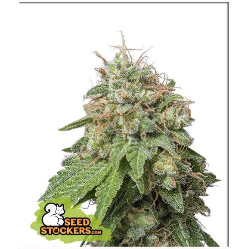 SEED STOCKERS - GREEN CRACK AUTO - 3 SEEDS