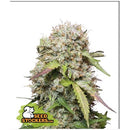 SEED STOCKERS - JACK HERER AUTO - 3 SEEDS