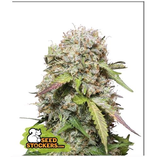 SEED STOCKERS - JACK HERER AUTO - 3 SEEDS
