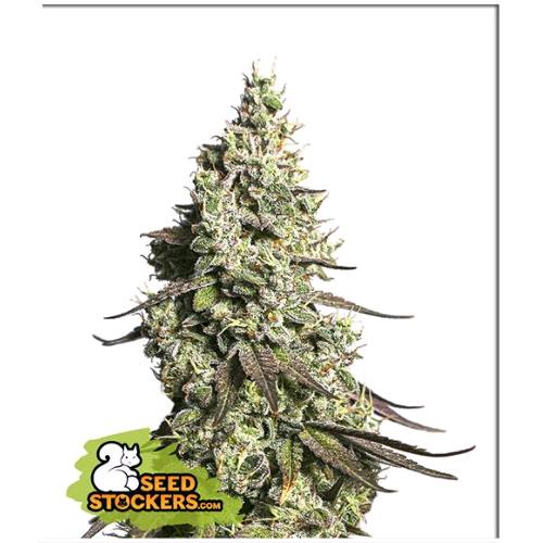 SEED STOCKERS - MOBY DICK AUTO - 3 SEEDS