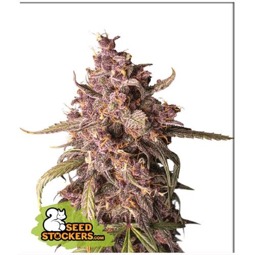 SEED STOCKERS - PURPLE PUNCH AUTO - 3 SEEDS