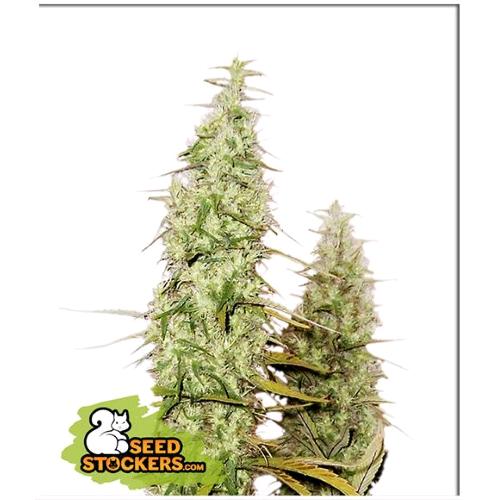 SEED STOCKERS - SANTA MARTA HAZE AUTO - 3 SEEDS